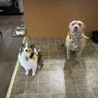 Stone Cottage Veterinary Hospital ico