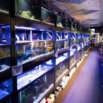 The Local Fish Store