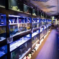 The Local Fish Store ico