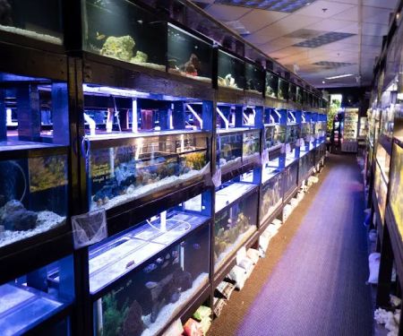 The Local Fish Store