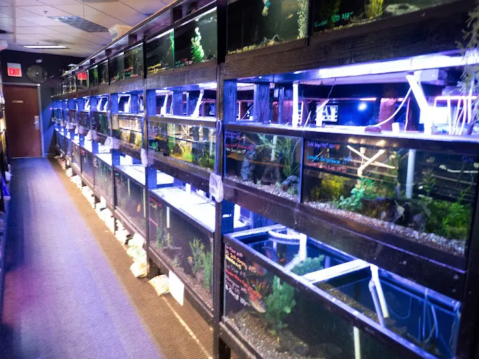 The Local Fish Store Picture 6