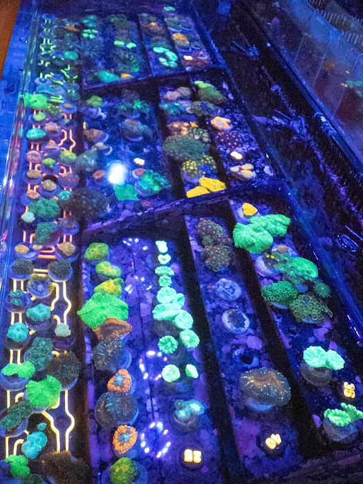 The Local Fish Store Picture 2