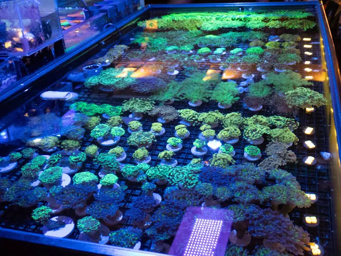 The Local Fish Store Picture 4