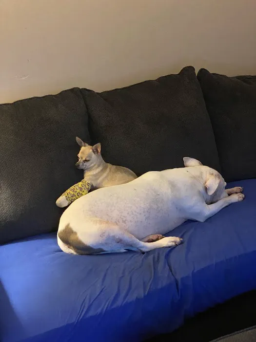 East Fishkill Animal Hospital Picture 6