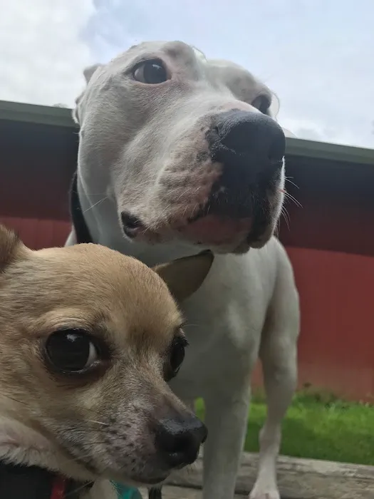 East Fishkill Animal Hospital Picture 4