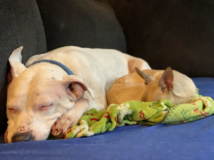 East Fishkill Animal Hospital Picture 5