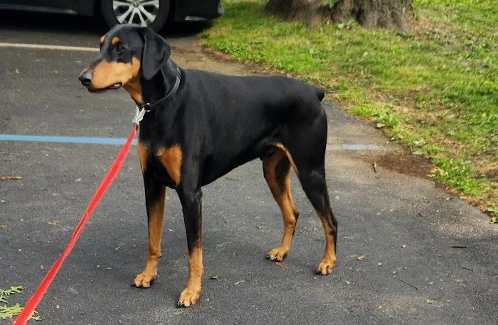 Wappingers Animal Hospital Picture 2