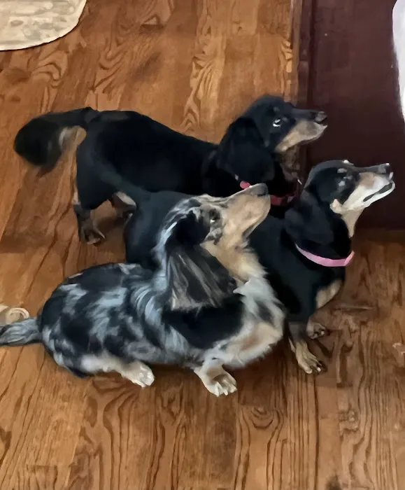 Wappingers Animal Hospital Picture 4