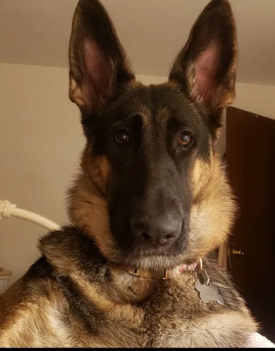 Wappingers Animal Hospital Picture 8