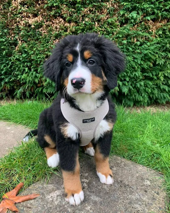 Wisconsin Adoptable Picture 4