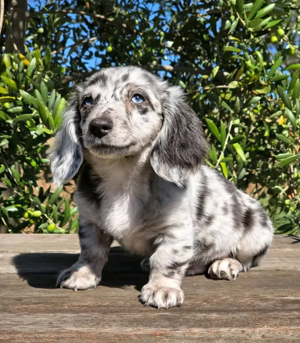 Wisconsin Adoptable Picture 8