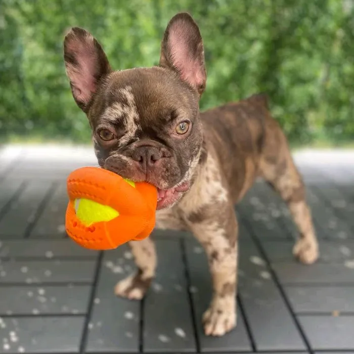 Wisconsin Adoptable Picture 9