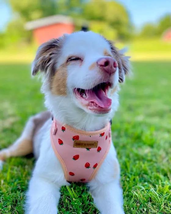 Wisconsin Adoptable Picture 5