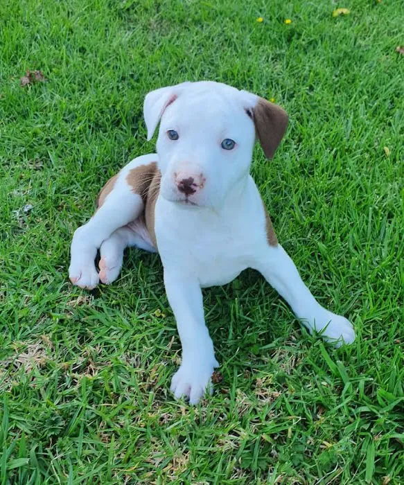 Wisconsin Adoptable Picture 7