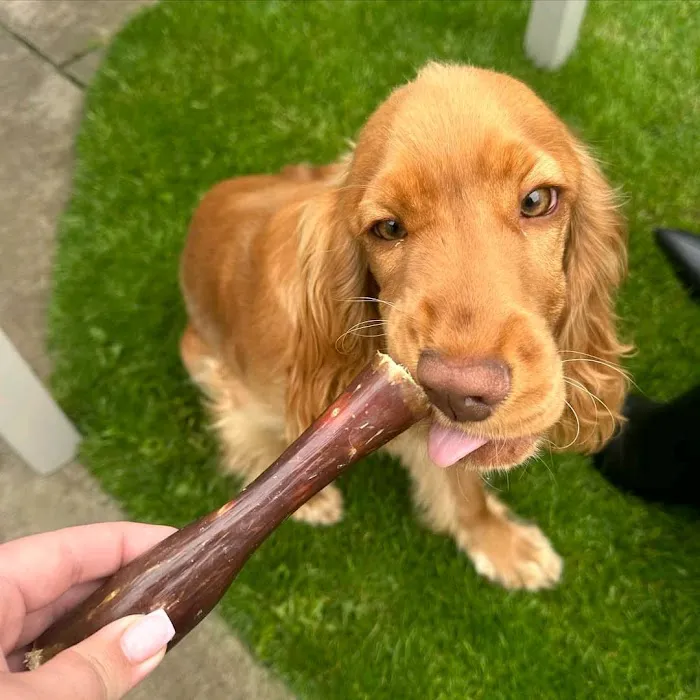 Wisconsin Adoptable Picture 3