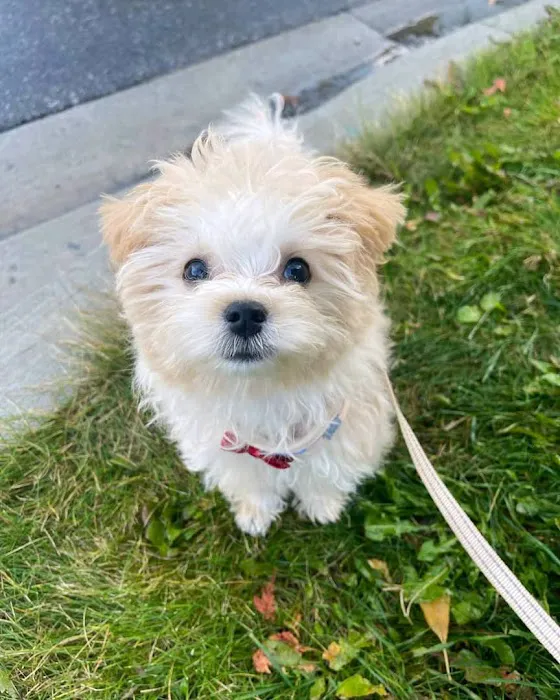 Wisconsin Adoptable Picture 2