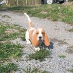 Wisconsin Adoptable