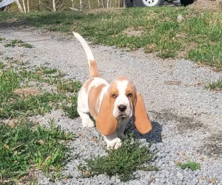 Wisconsin Adoptable