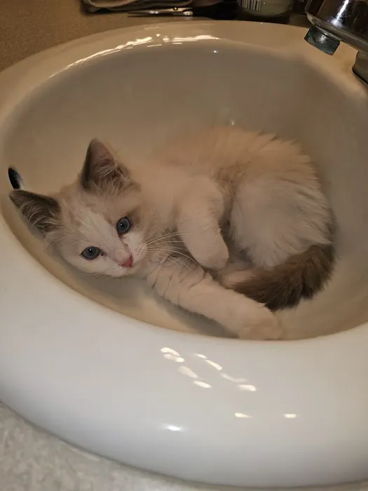 Rouletii Ragdolls Picture 4