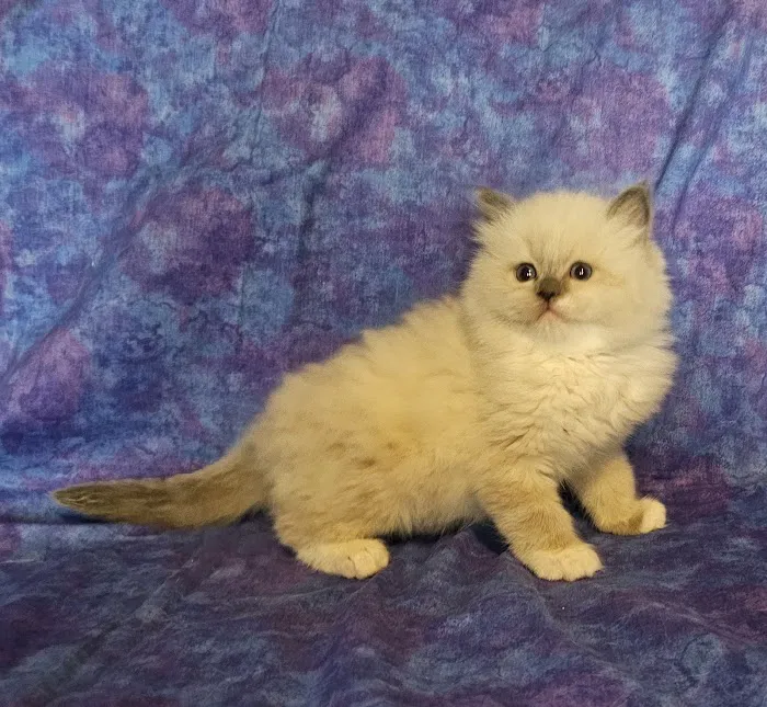 Rouletii Ragdolls Picture 2