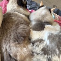 Rouletii Ragdolls ico