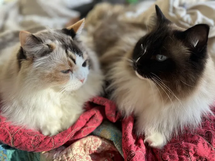 Rouletii Ragdolls Picture 6