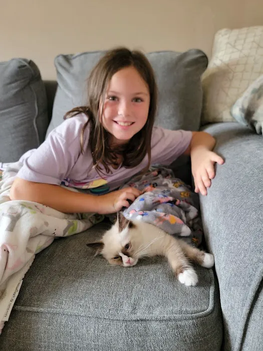 Rouletii Ragdolls Picture 7