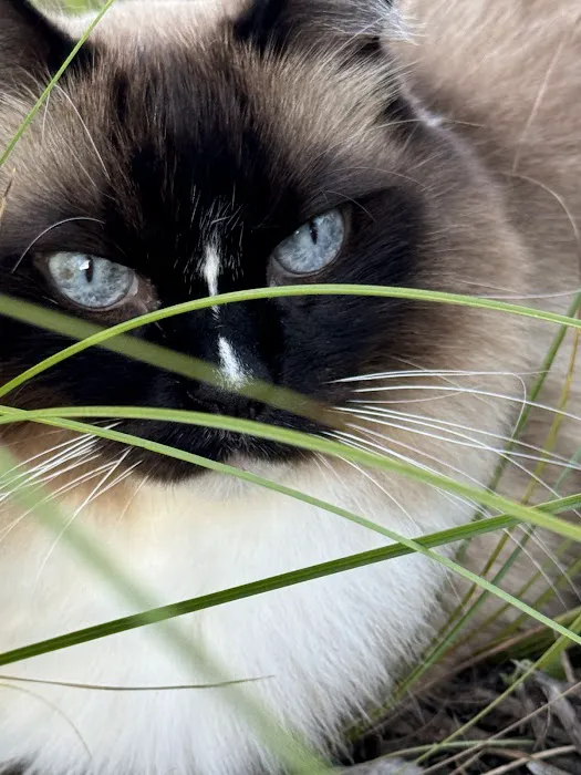 Rouletii Ragdolls Picture 5