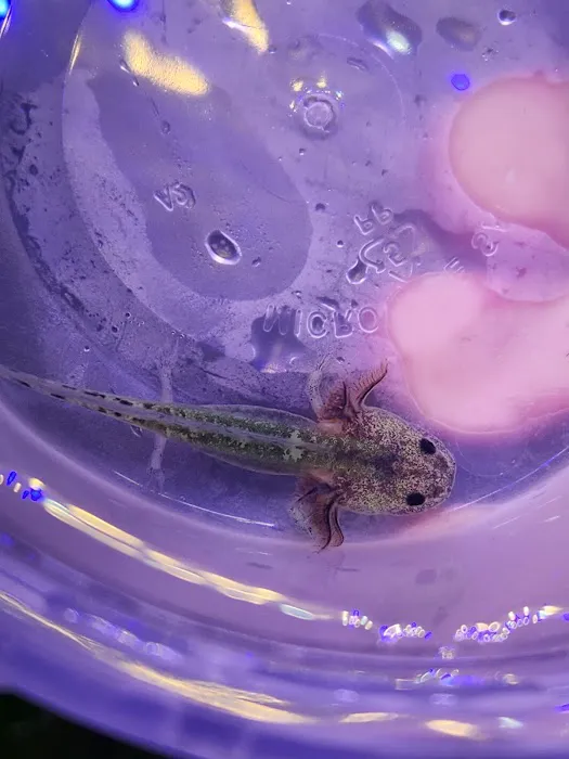 Axolotl world Picture 9