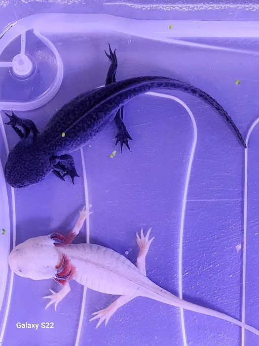 Axolotl world Picture 6