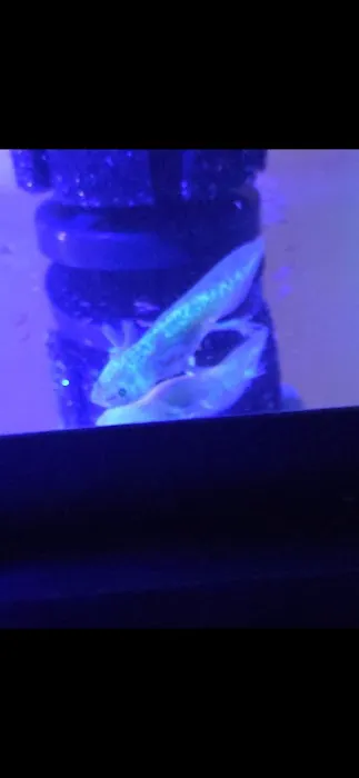 Axolotl world Picture 2