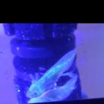 Axolotl world