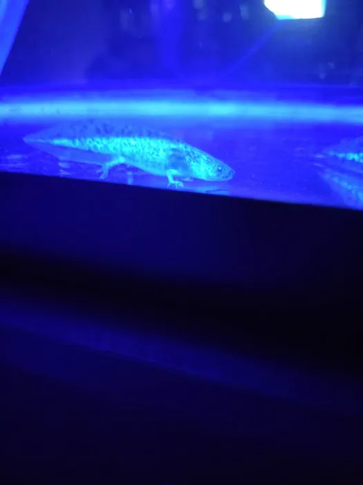 Axolotl world Picture 8