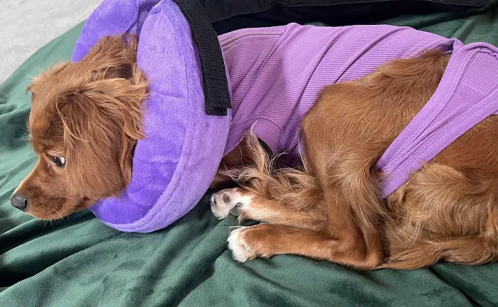 Monroe Animal Hospital Picture 1