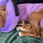 Monroe Animal Hospital