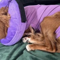Monroe Animal Hospital ico