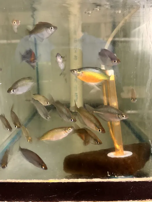 Pj's Tropical Fish Picture 5