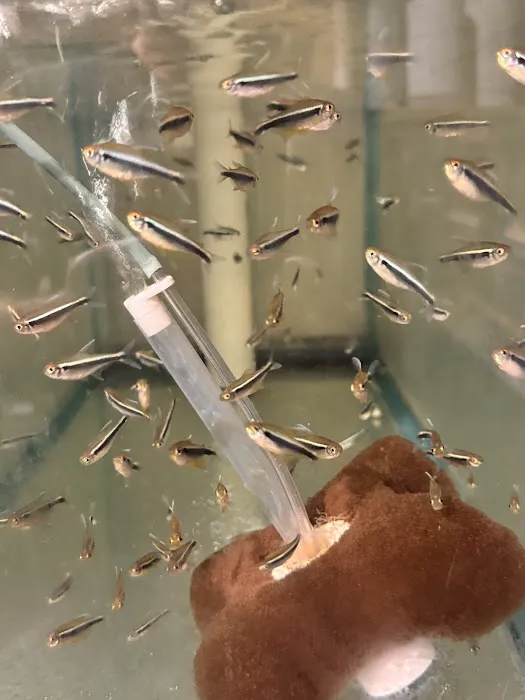 Pj's Tropical Fish Picture 7