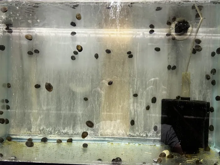 Pj's Tropical Fish Picture 9