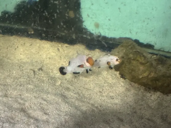 Pj's Tropical Fish Picture 1