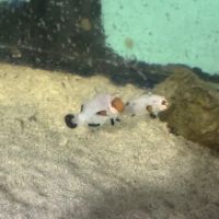 Pj's Tropical Fish ico