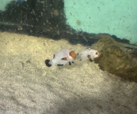 Pj's Tropical Fish