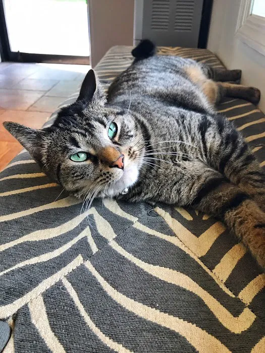 The Pets I Love Veterinary Hospital Picture 10