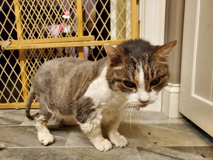 The Pets I Love Veterinary Hospital Picture 7