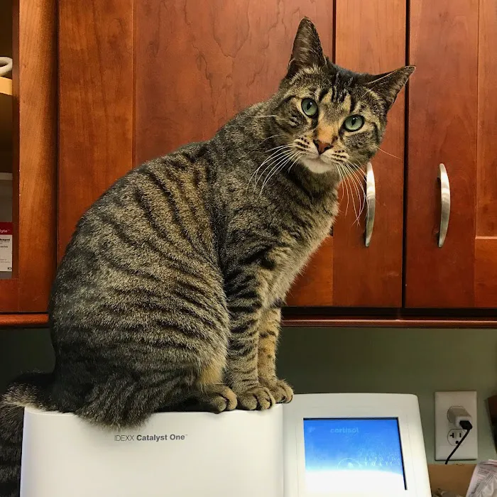 The Pets I Love Veterinary Hospital Picture 8