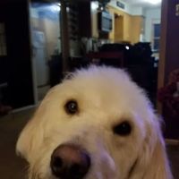 Kinker Road Pet Grooming & Boarding ico