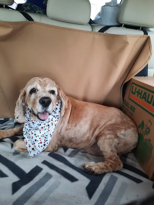 Kinker Road Pet Grooming & Boarding Picture 4