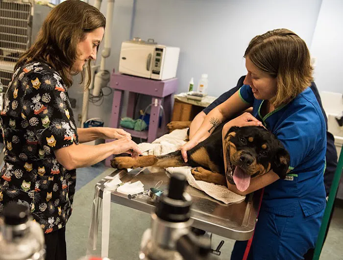 Goosepond Animal Hospital Picture 8