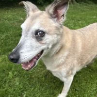 Goosepond Animal Hospital ico