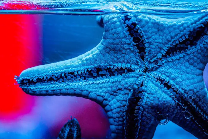 Sanctuary Aquatics Picture 8